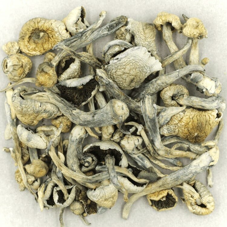 Albino A+ - Image 2