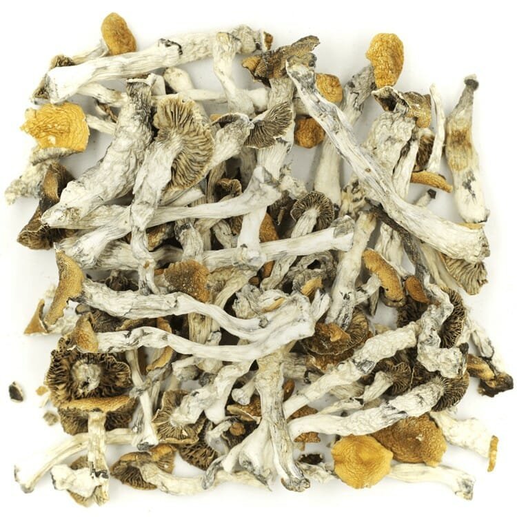 Golden Teacher - Image 2