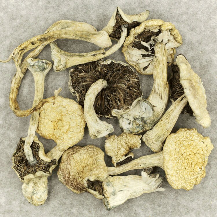 Leucistic Burma - Image 2