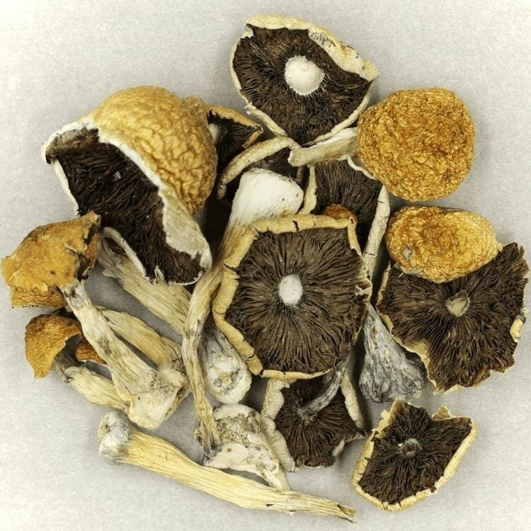 Penis Envy Cubensis - Image 2