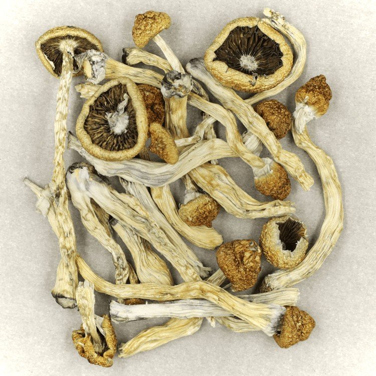 Texas Yellow Cap - Image 2