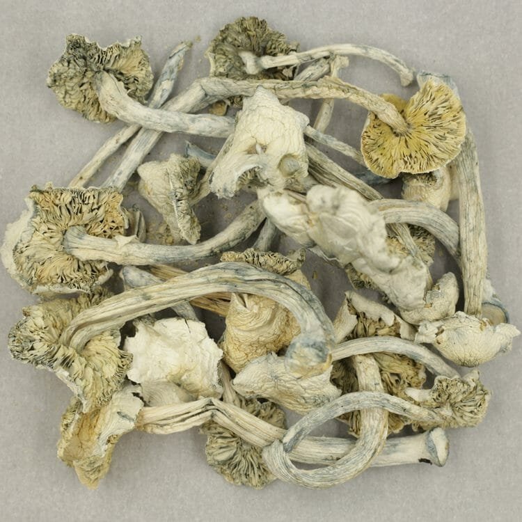 True Albino Teachers - Image 2