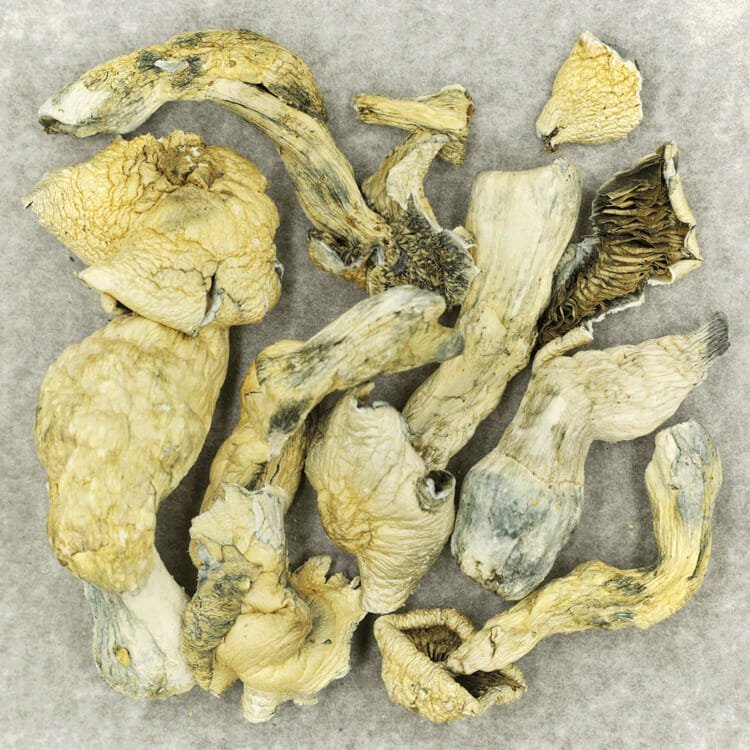 White Burtha - Image 2