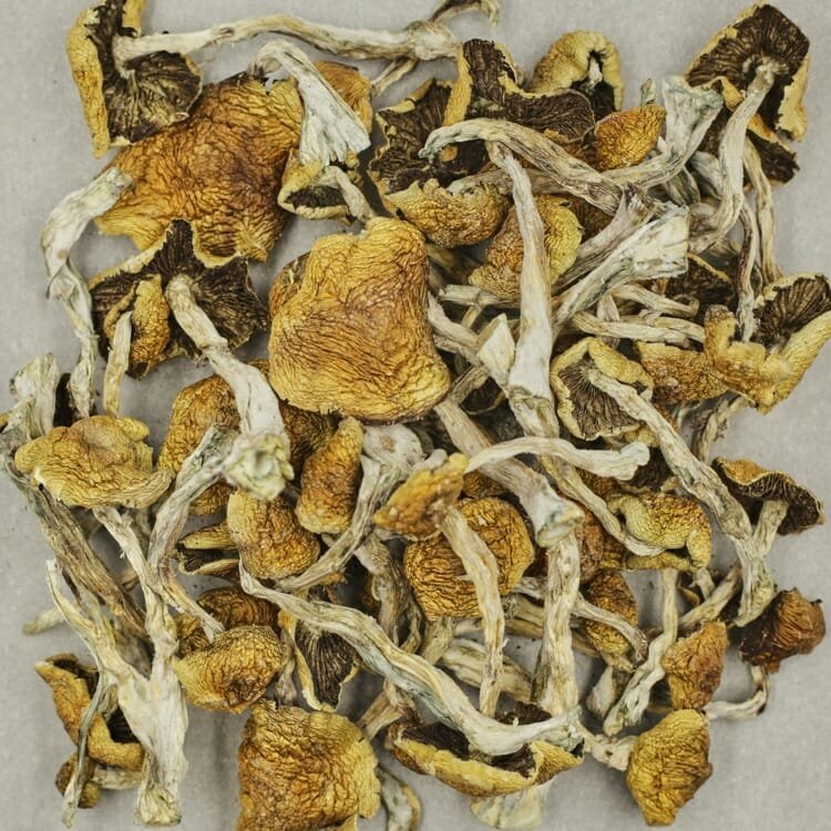 Wollygong - Image 2