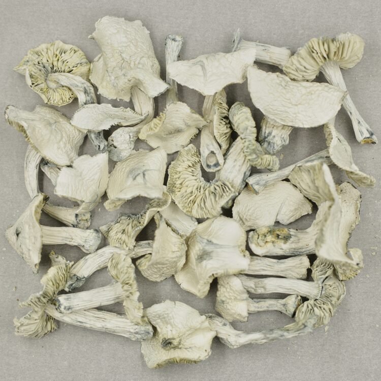 Albino Jedi Mind Fuck - Image 2