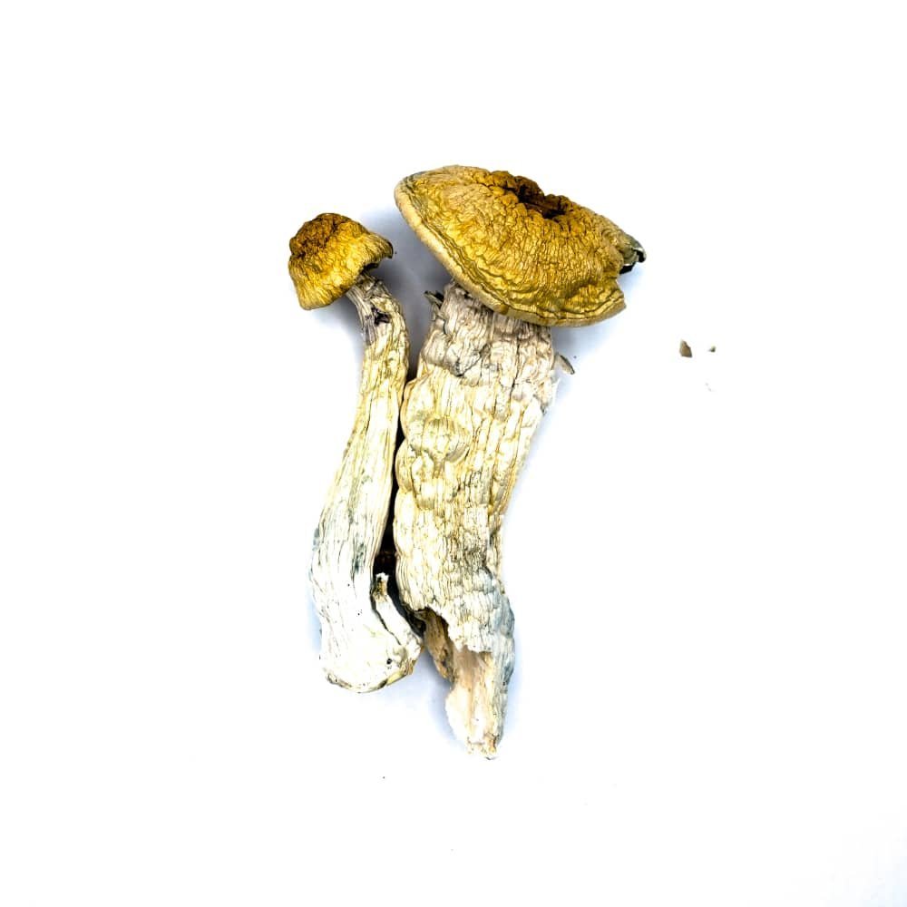 Chodewave – Magic Mushrooms - Image 3