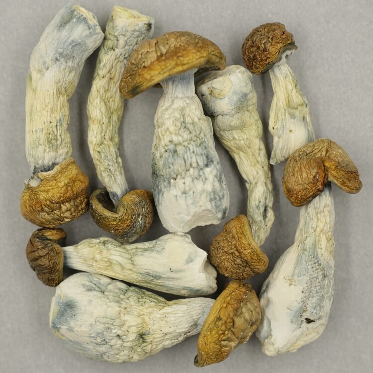 Makshak - Image 2